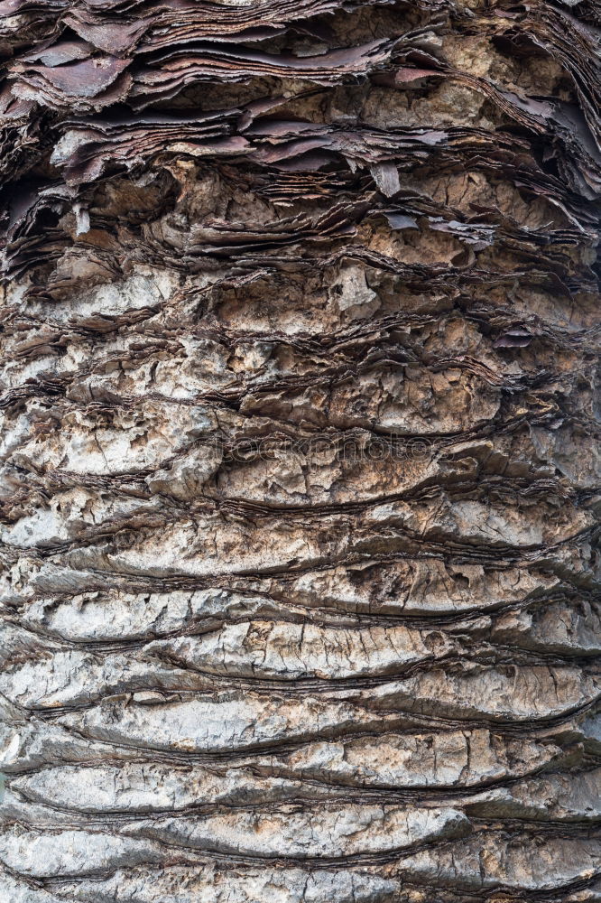 Similar – Image, Stock Photo twisted branch Laos Warped