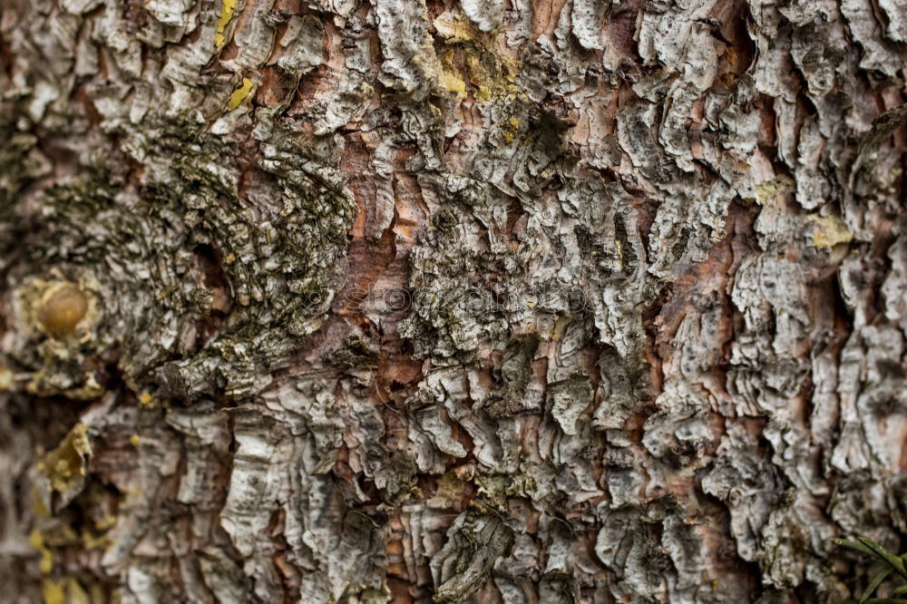 Similar – [CHAMANSÜLZ 2011] Baum und Stamm