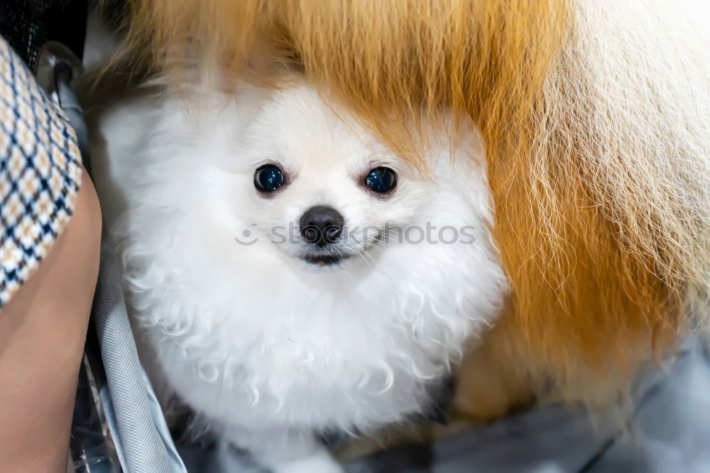 Similar – Adorable Malteser Hund in der Nähe von Ernte Friseur mit Schere im Salon