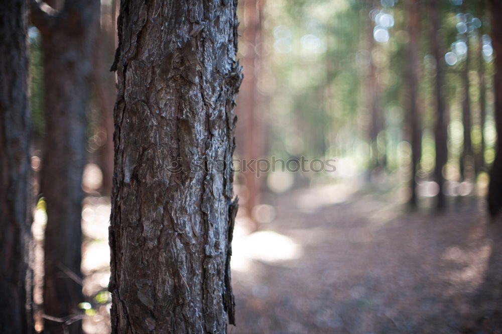 Similar – tree climbing