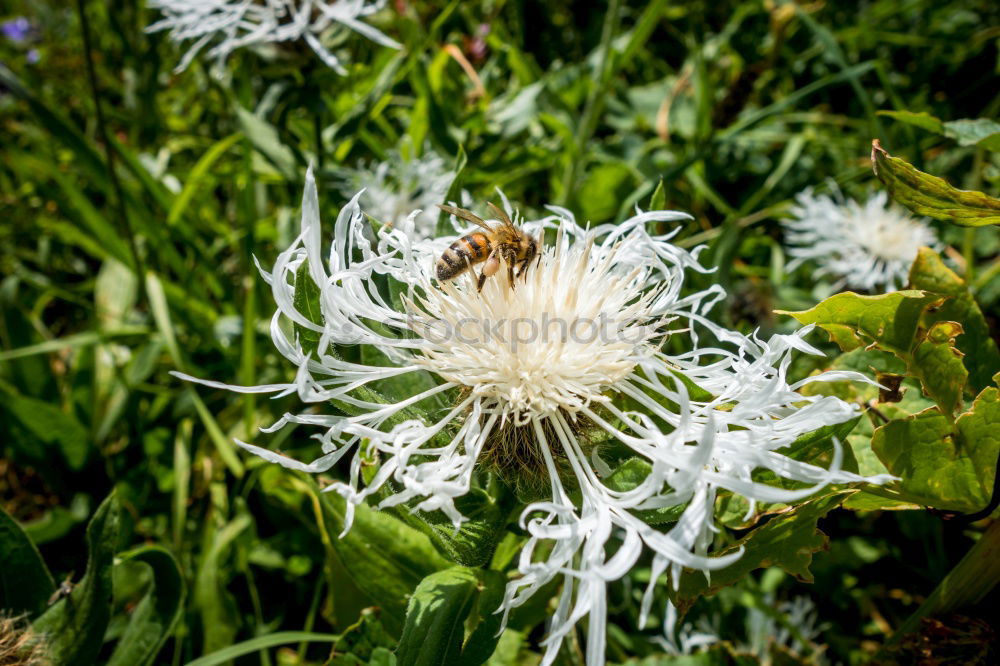 Similar – Image, Stock Photo Pigeon tail; macroglossum; stellatarum;