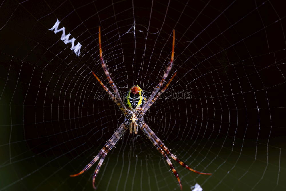 Similar – spider Spider Fir tree