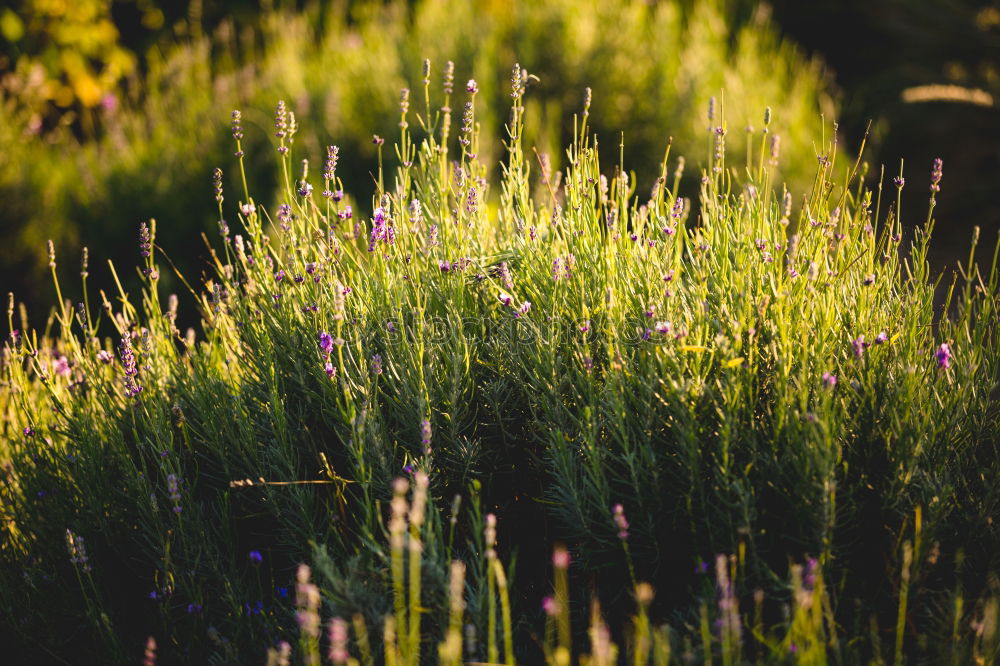 Similar – Rosemary in the garden.