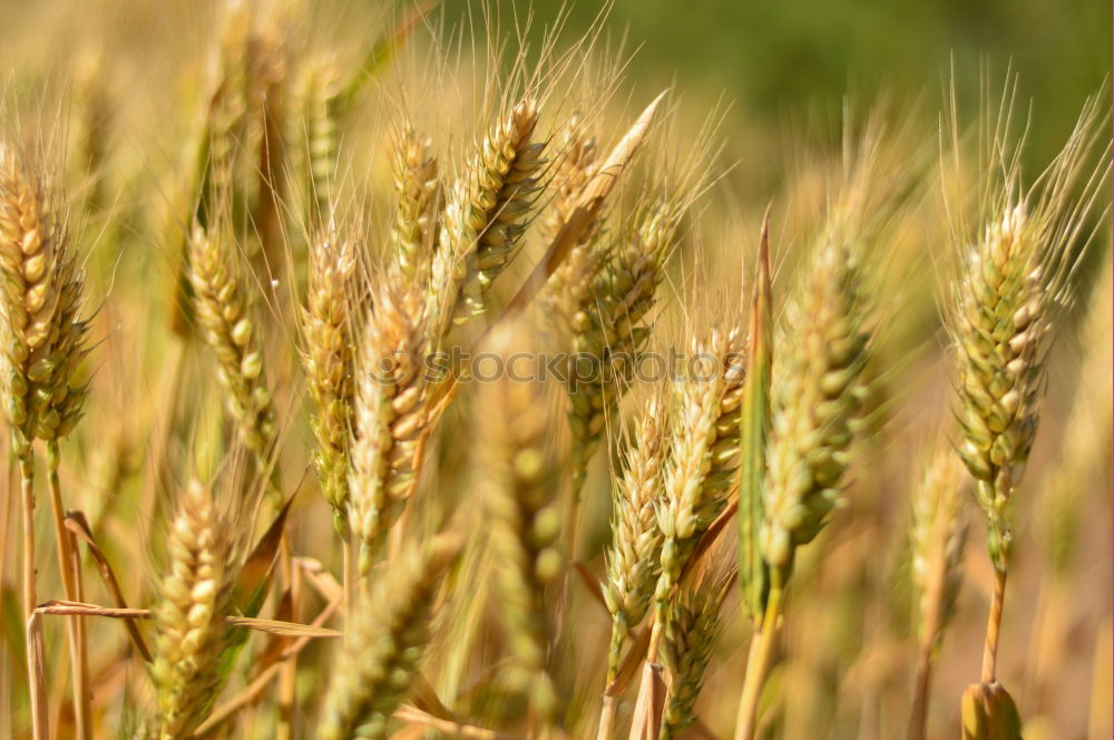 Similar – Image, Stock Photo unripe ears of wheat in a cornfield in front of a grey sky