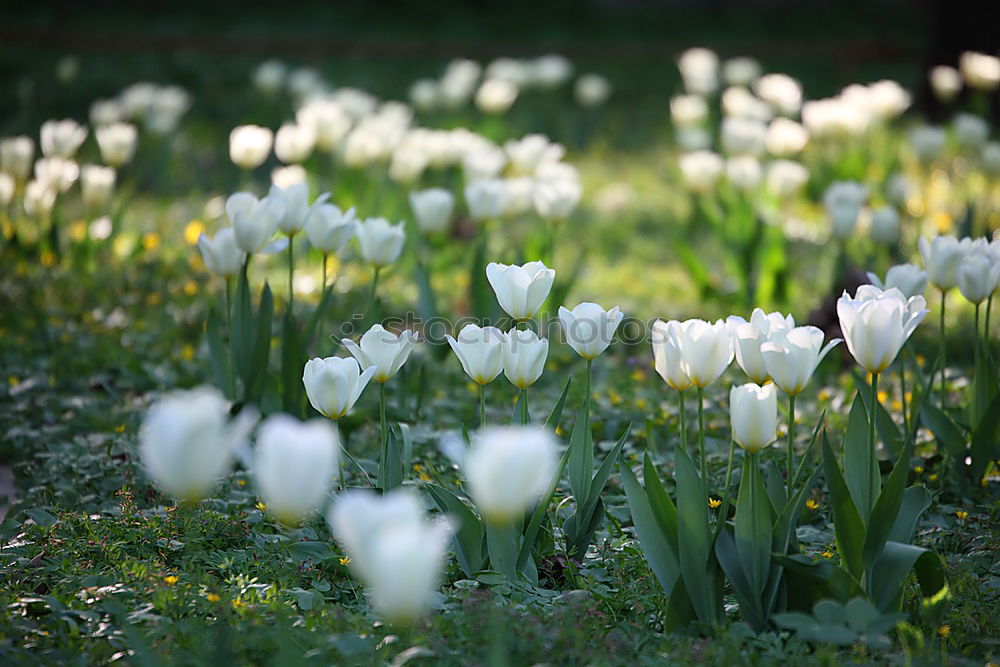 Similar – Kroküsse Krokusse Wiese