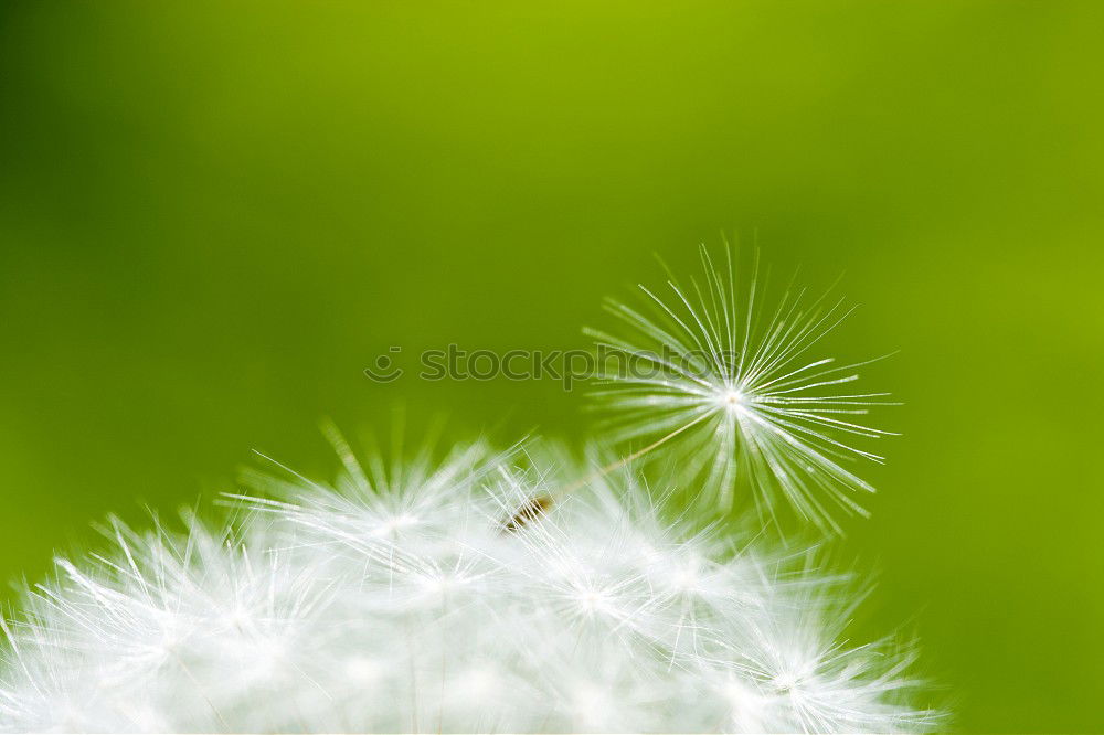 Similar – Image, Stock Photo summer flower Nature Plant