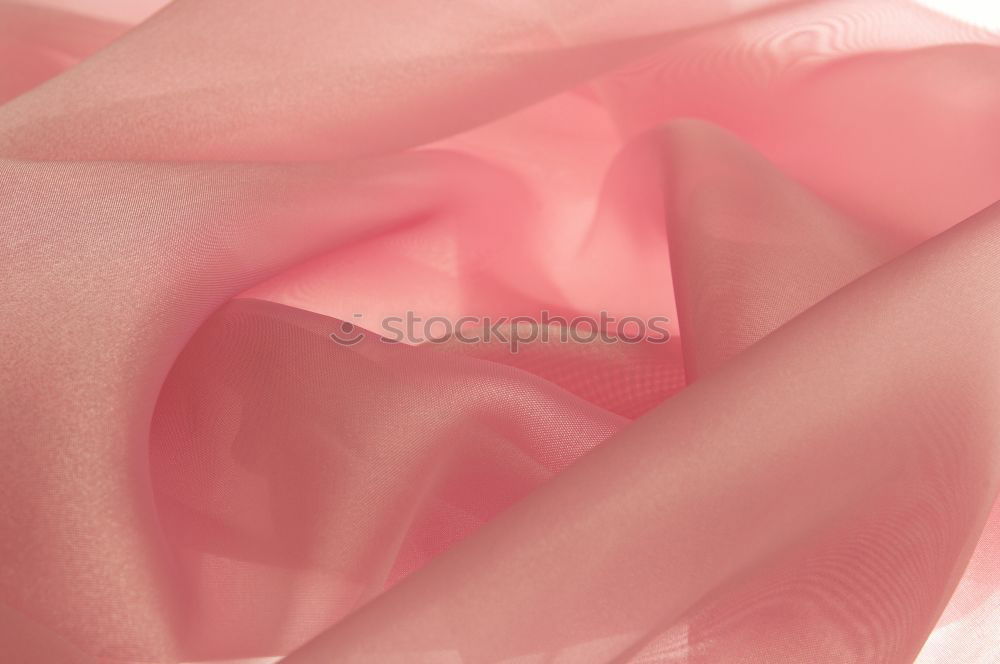 Similar – Image, Stock Photo Sweet color of pink rose , Romance color natural floral background