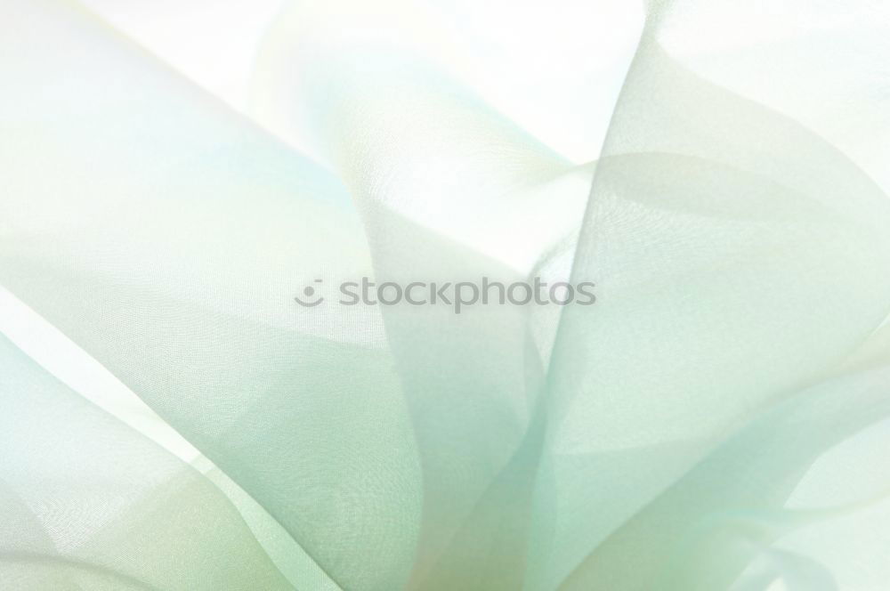 Similar – Image, Stock Photo tulipe #3 Tulip Flower