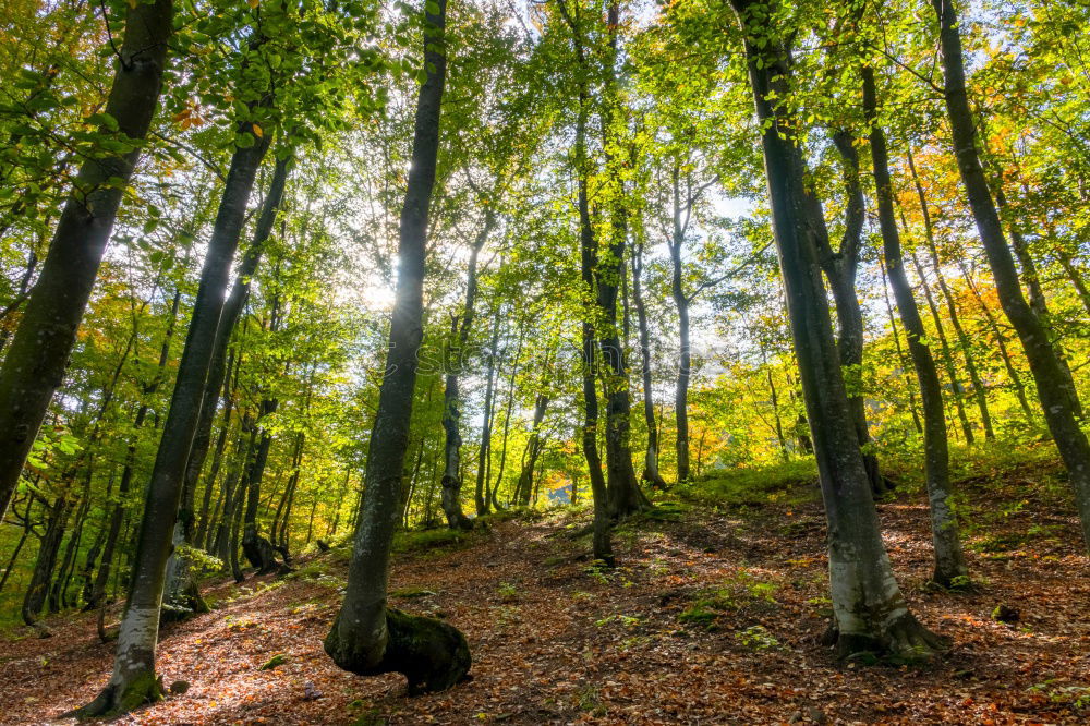 Similar – ghost forest Nature