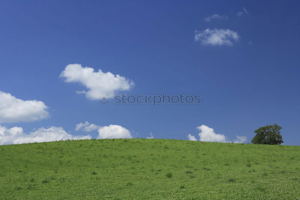 Similar – Image, Stock Photo My friend the tree III