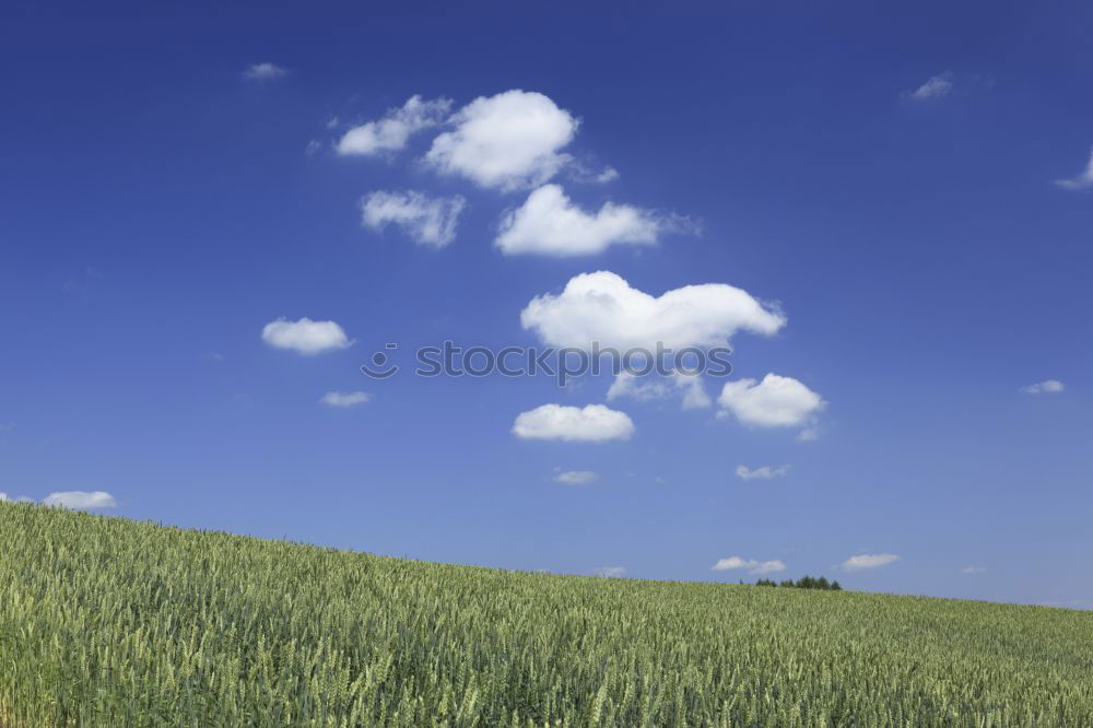 Similar – summer air Man Maize field