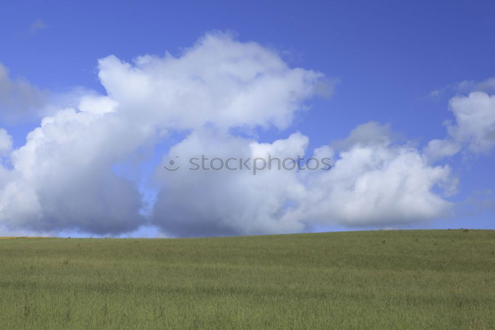 Similar – Foto Bild Schaf müsste man sein.