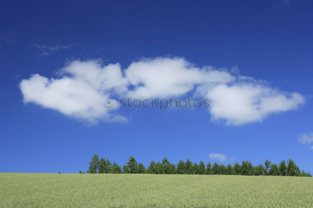 Image, Stock Photo My friend the tree III