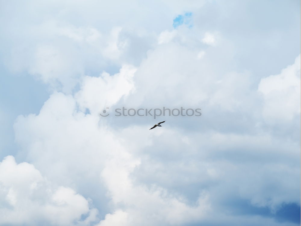 Similar – Image, Stock Photo flying horny Airplane