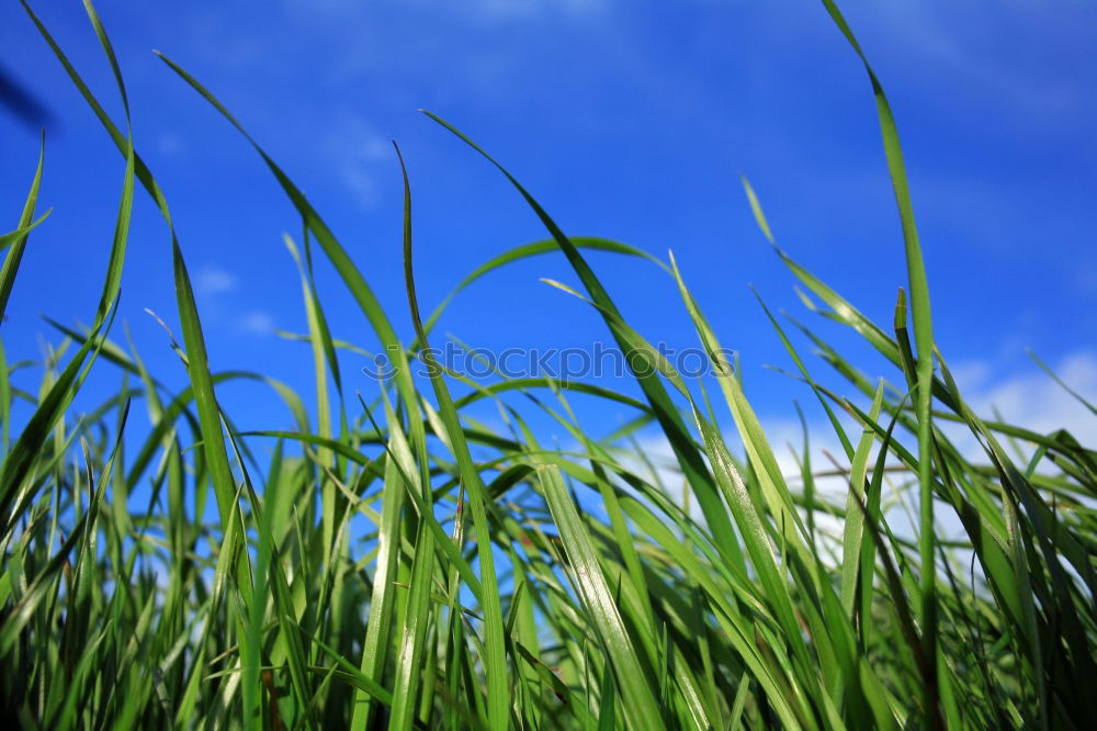 Similar – Foto Bild Grün unter Blau Wiese grün