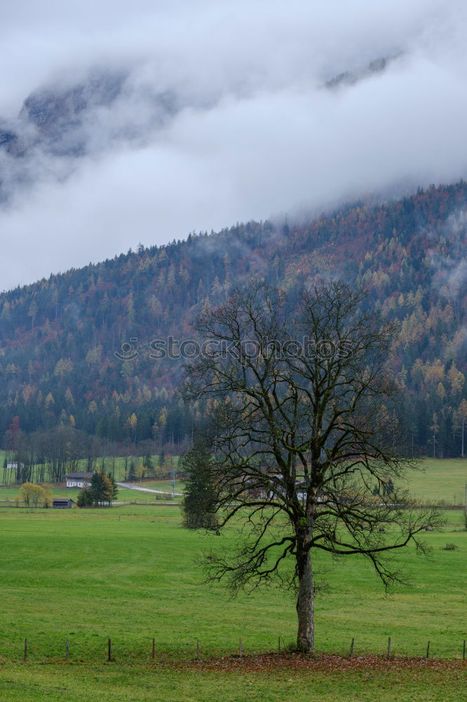 Similar – Foto Bild zerbrechlich Umwelt Natur