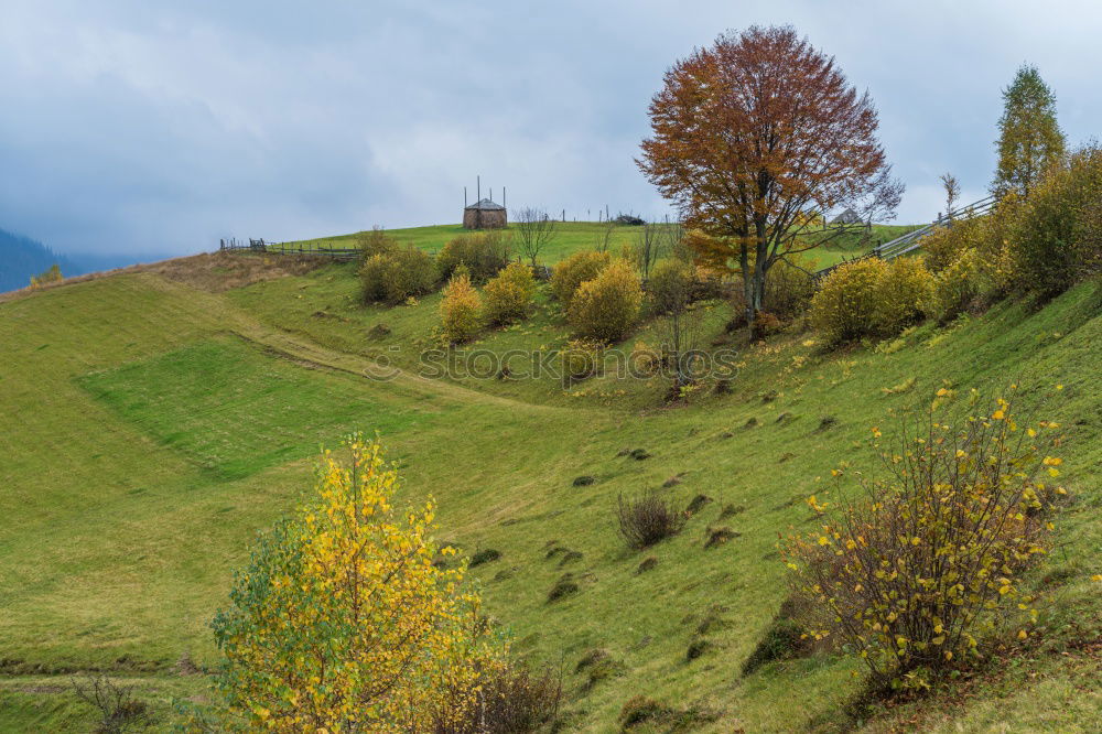 Similar – Sheep pasture | Timmelsjoch, South Tyrol