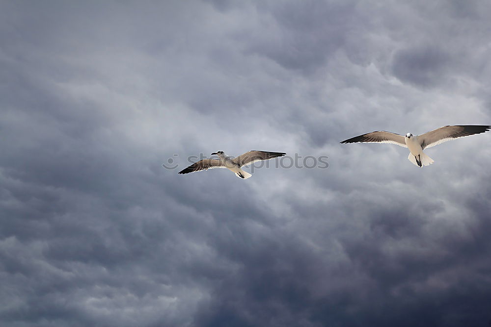 Similar – Image, Stock Photo Leisure time is feeding time (aka The Feeder)