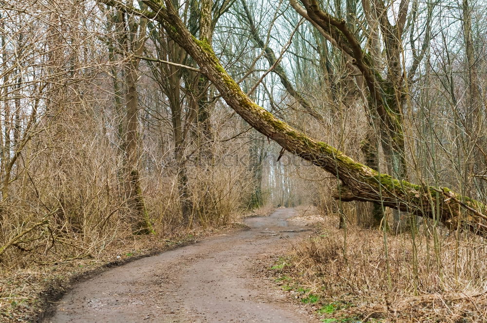 Similar – resting grove Environment