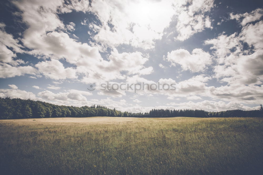 Similar – Image, Stock Photo Bird Ostrich Environment