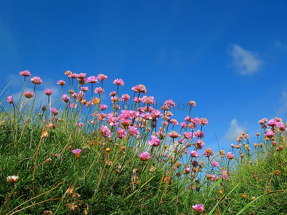 Similar – Blumenwiese Frühling