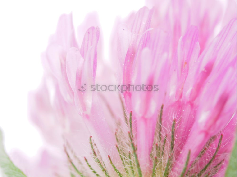 Similar – anemone Plant Flower Leaf