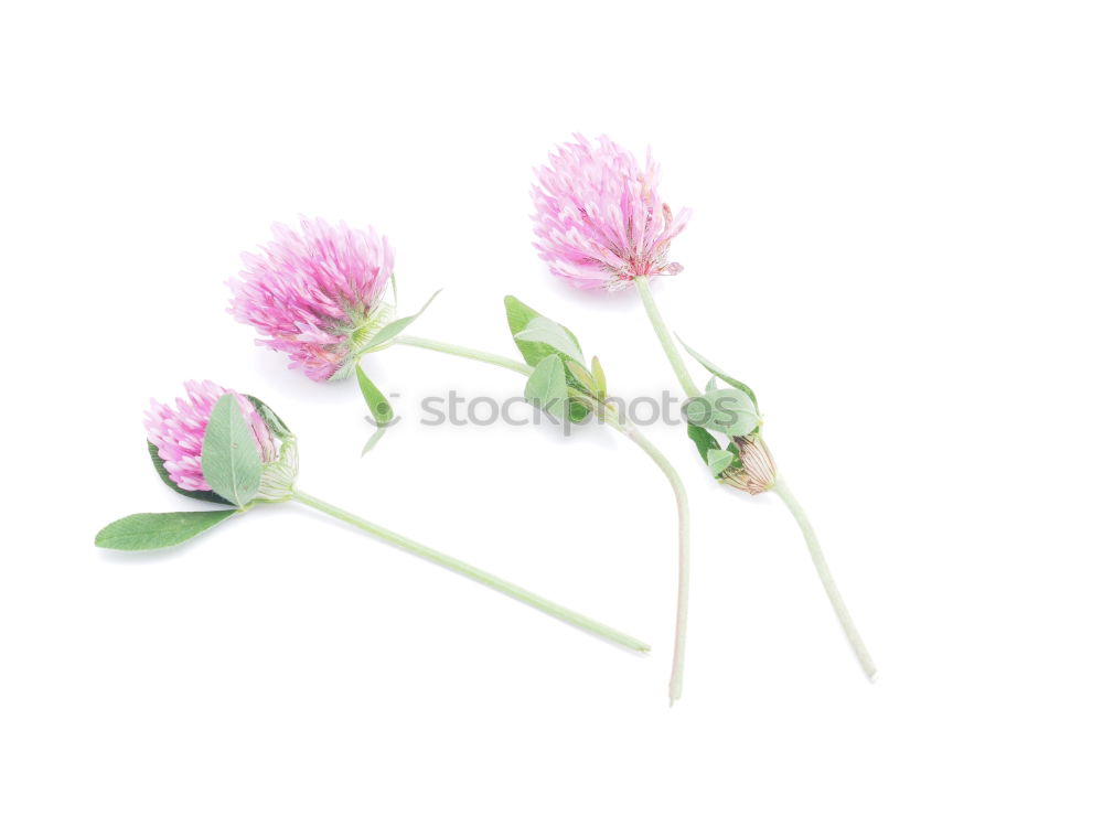 Similar – Cornflower; centaurea; cyanus; field plants;