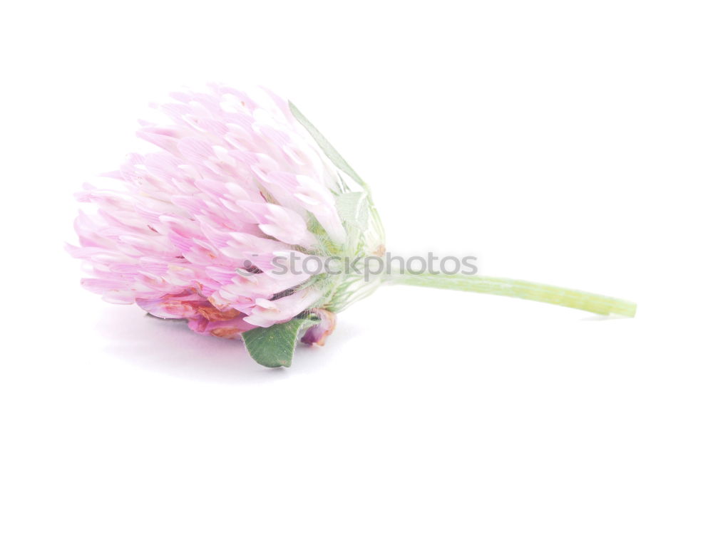 Similar – Cornflower; centaurea; cyanus; field plants;