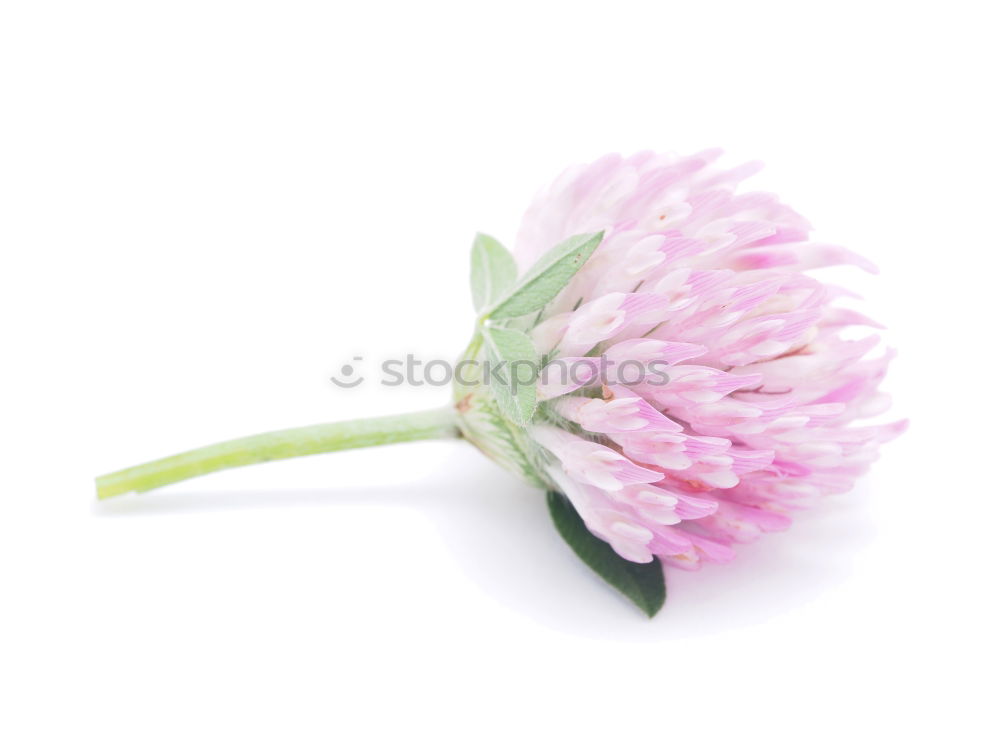 Similar – chive blossom Chives