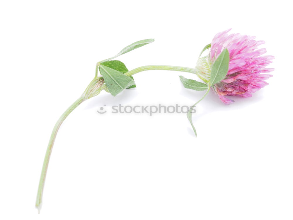 Similar – Allium isolated on white background