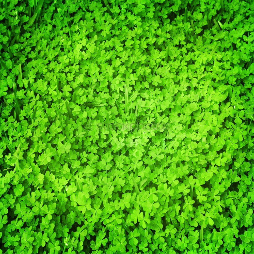 Similar – Green as clover