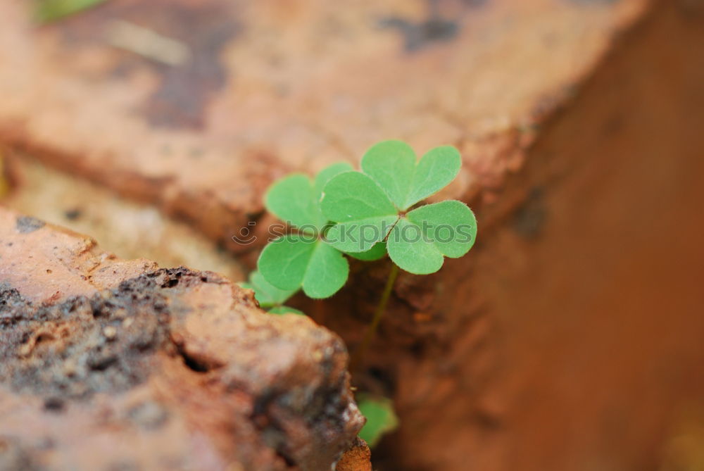 Similar – Image, Stock Photo shamrock Harmonious