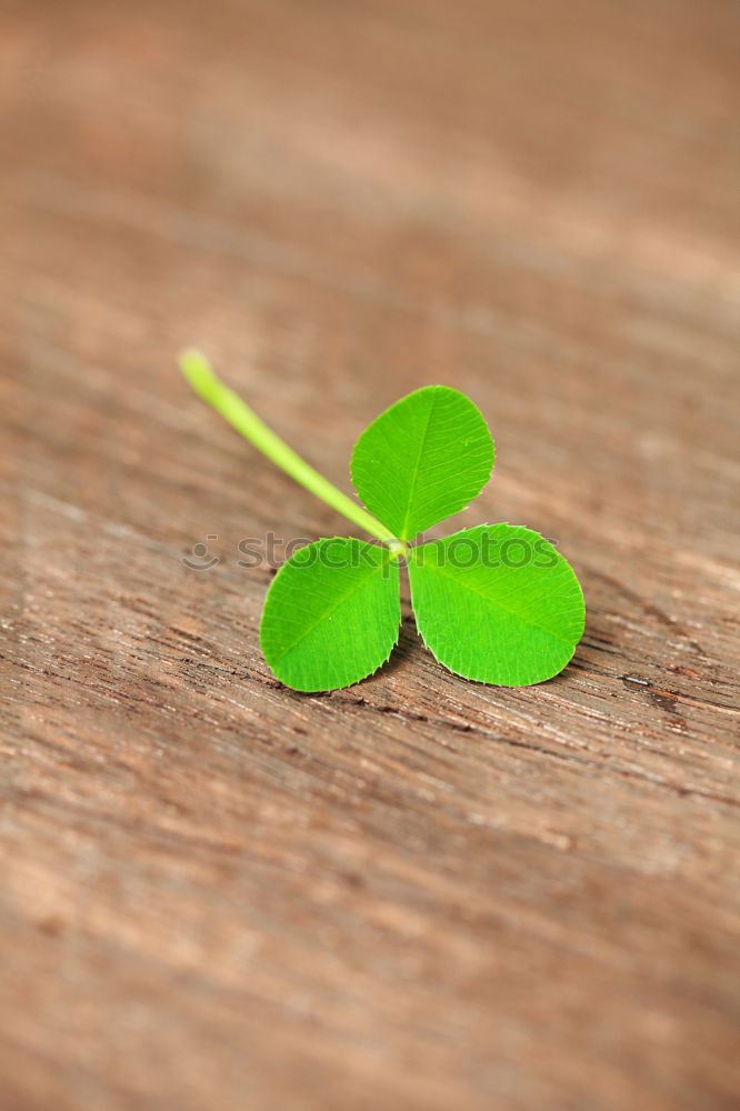 Image, Stock Photo shamrock Harmonious