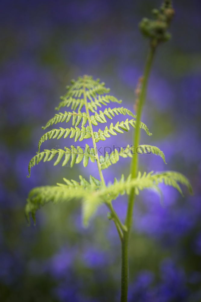 Similar – lavender Flower Blossom