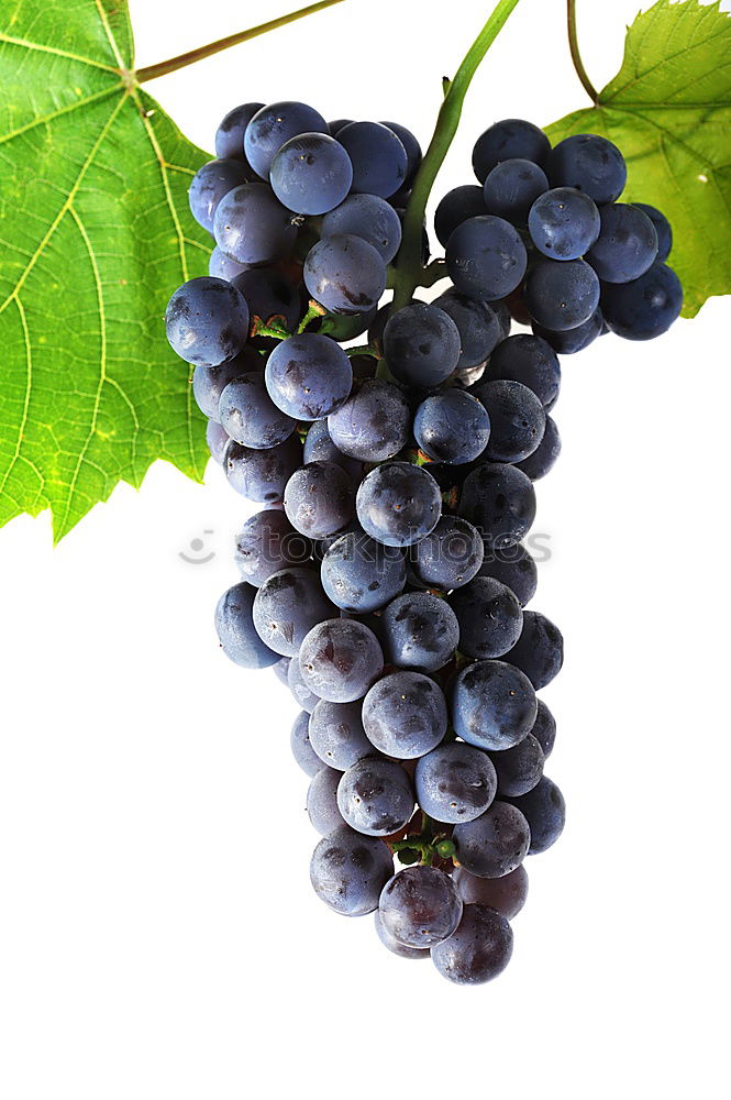 Image, Stock Photo grape of aglianico Nature
