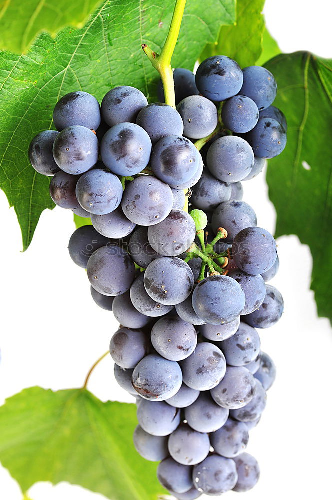 Similar – Image, Stock Photo grape of aglianico Nature