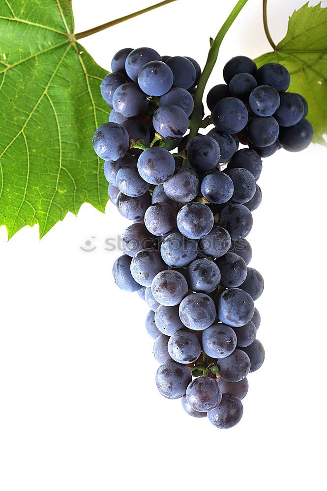 Similar – Image, Stock Photo grape of aglianico Nature
