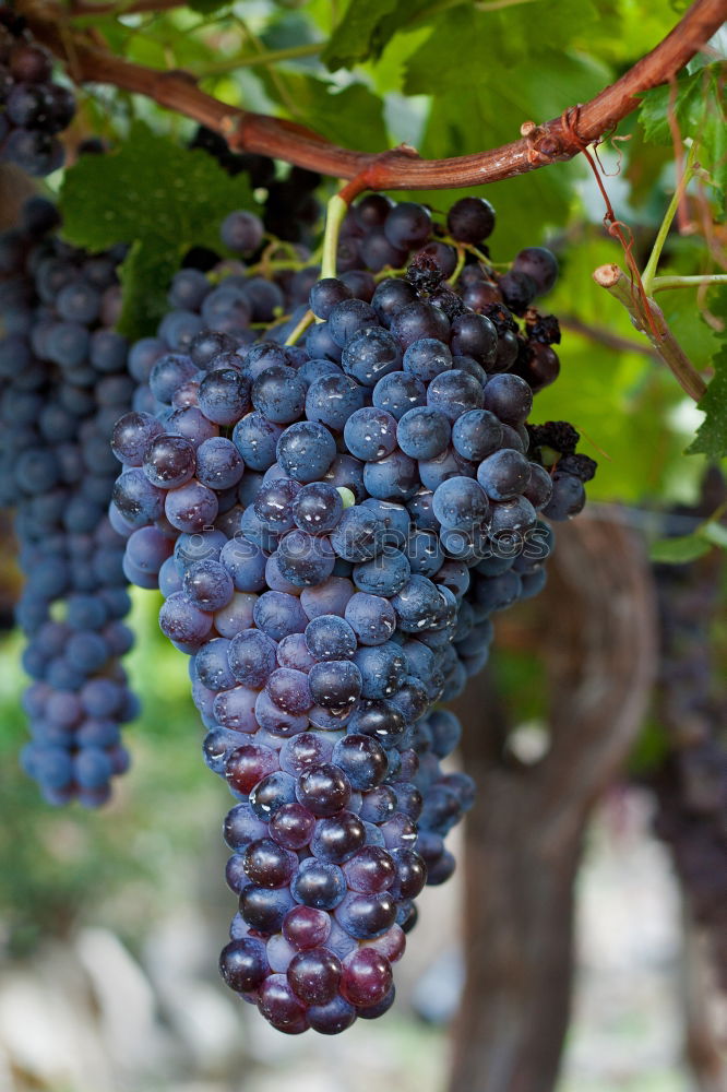 Similar – Image, Stock Photo selection Food Fruit