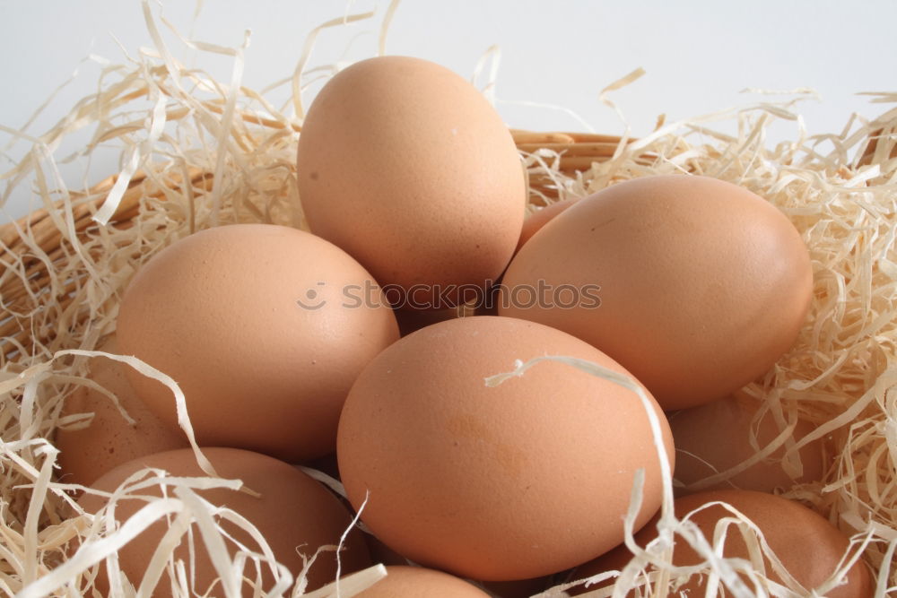 Similar – Natural eggs in nest