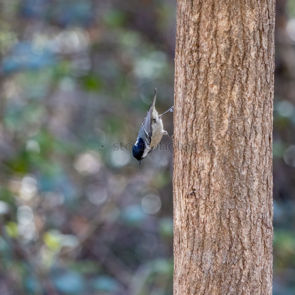 Similar – Image, Stock Photo Woodpecker building his nesting cave