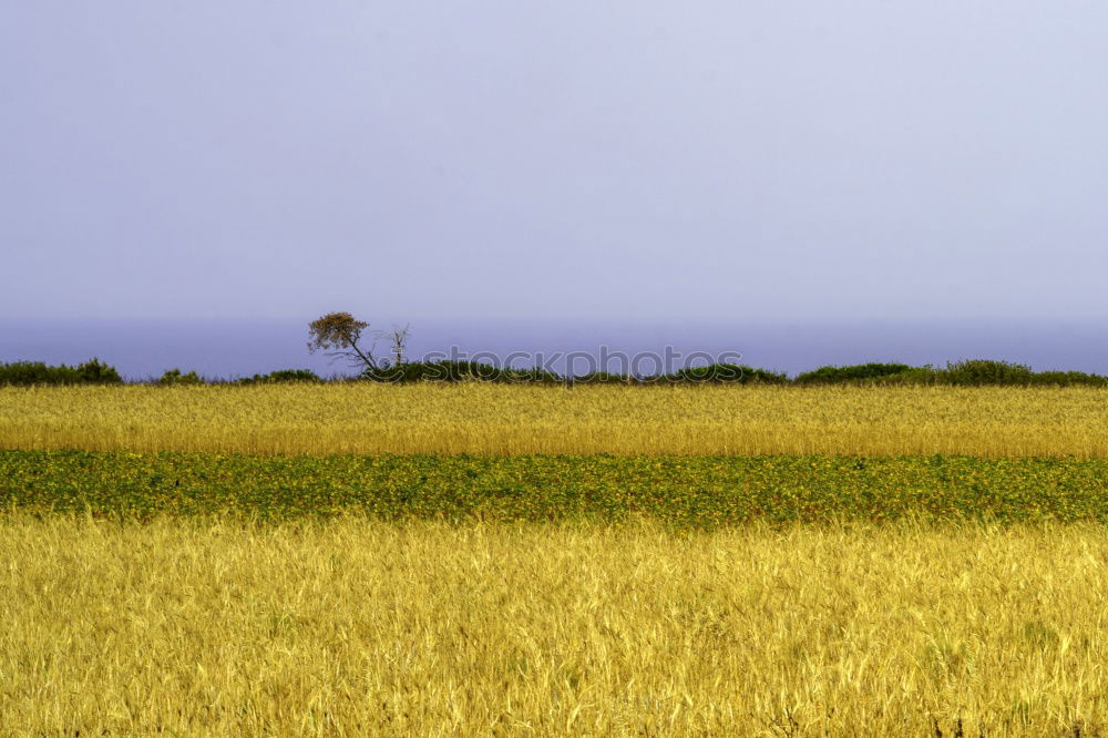 Similar – Am Bodden Umwelt Natur