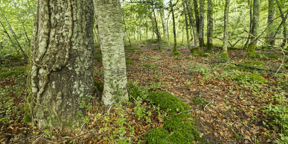 Similar – Image, Stock Photo autumn forest Environment