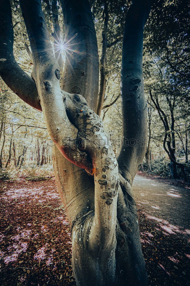 Similar – Image, Stock Photo Small deer in the forest