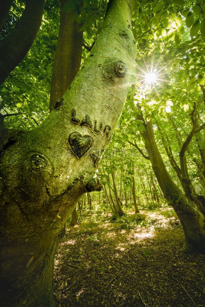 Similar – Foto Bild above us only trees Umwelt