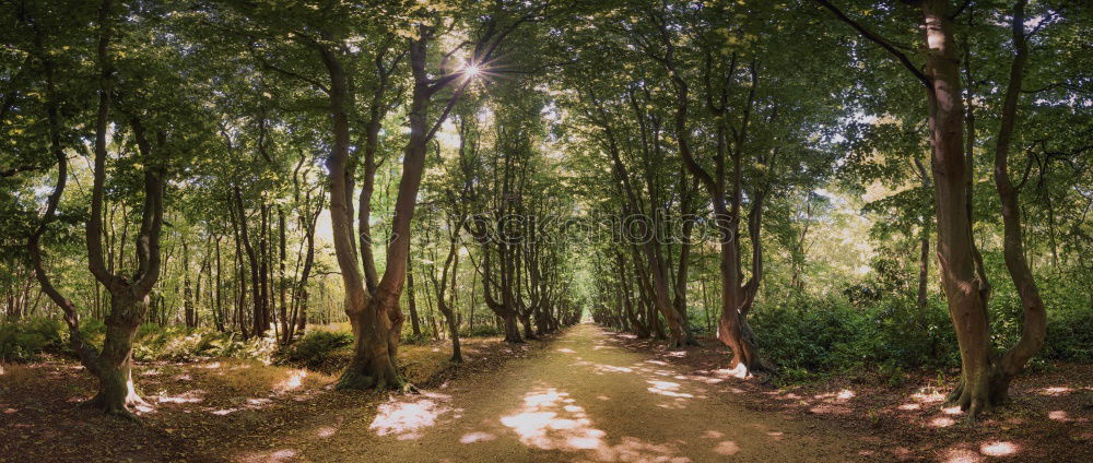 Image, Stock Photo Adult woman is walking in the forest