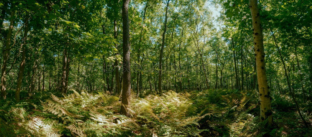 Similar – German bush Forest Tree