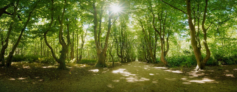 Similar – Image, Stock Photo Adult woman is walking in the forest