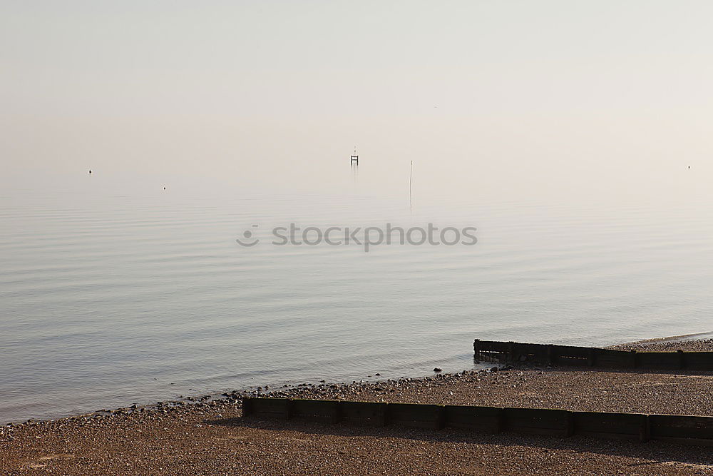 Similar – Polish seagulls Seagull