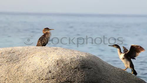 Similar – Penguin beach in South Africa (Simonstown)