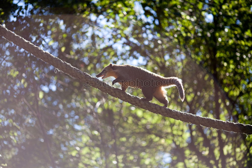 Similar – squirrel on moss catching